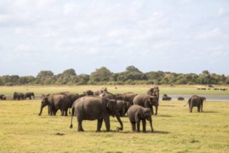 Yala National Park