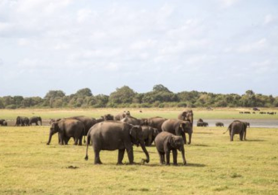Yala National Park