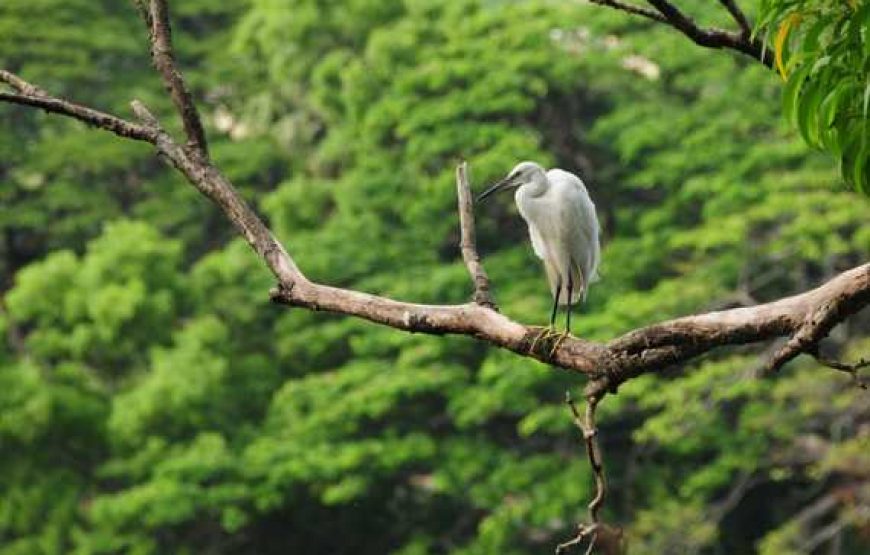 National Park Safari