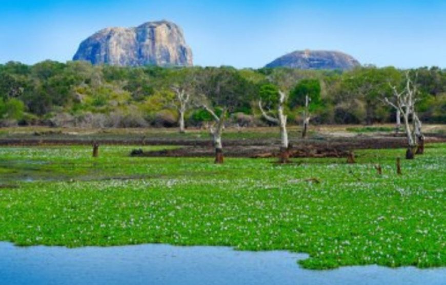 National Park Safari