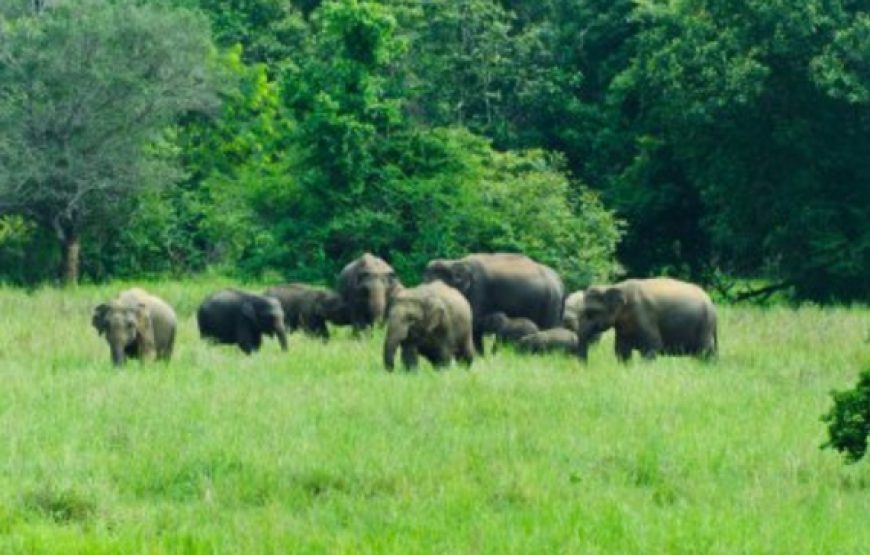 National Park Safari